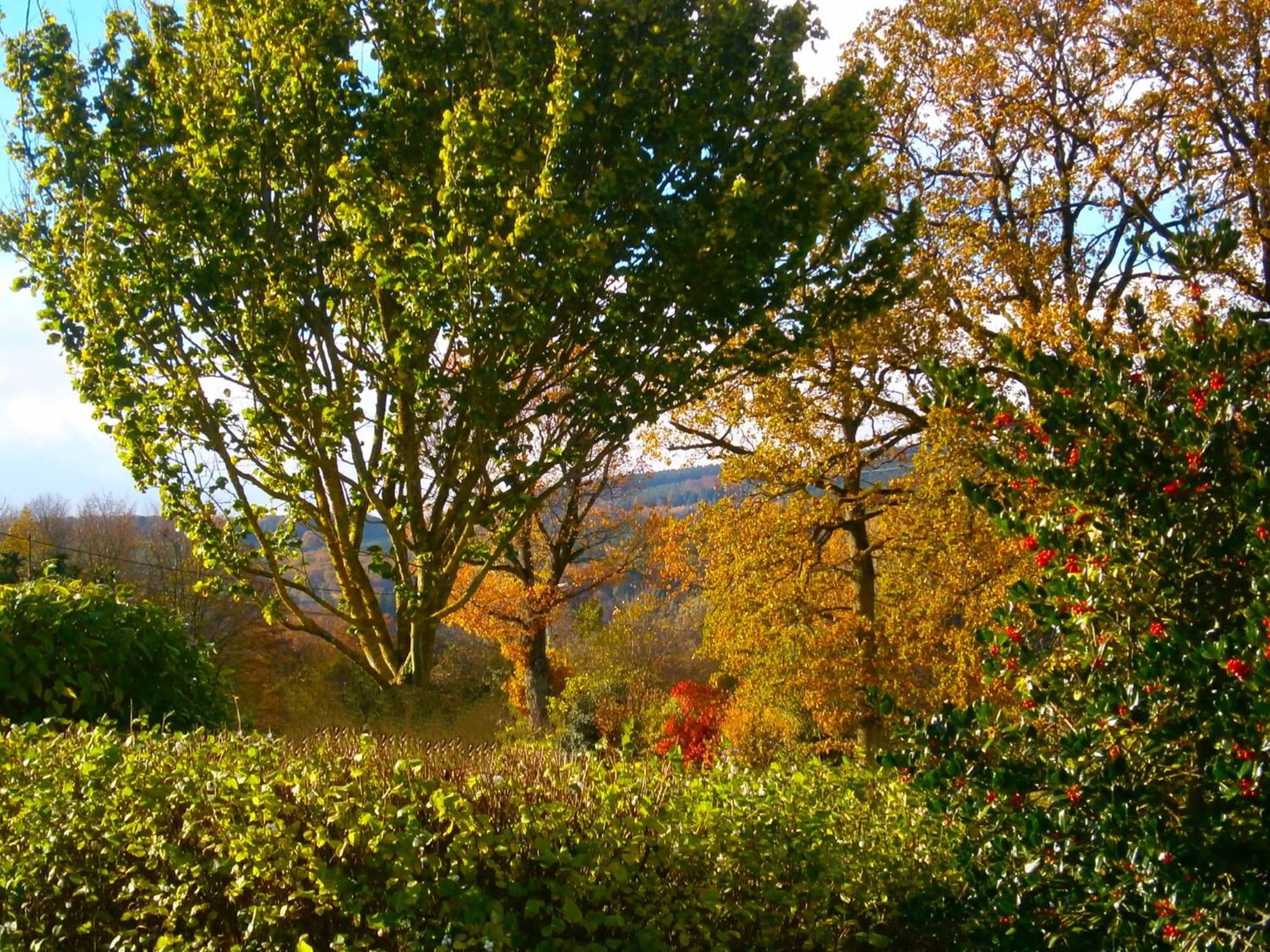 Bed and Breakfast Le Renard'Or à Trois-Ponts Extérieur photo
